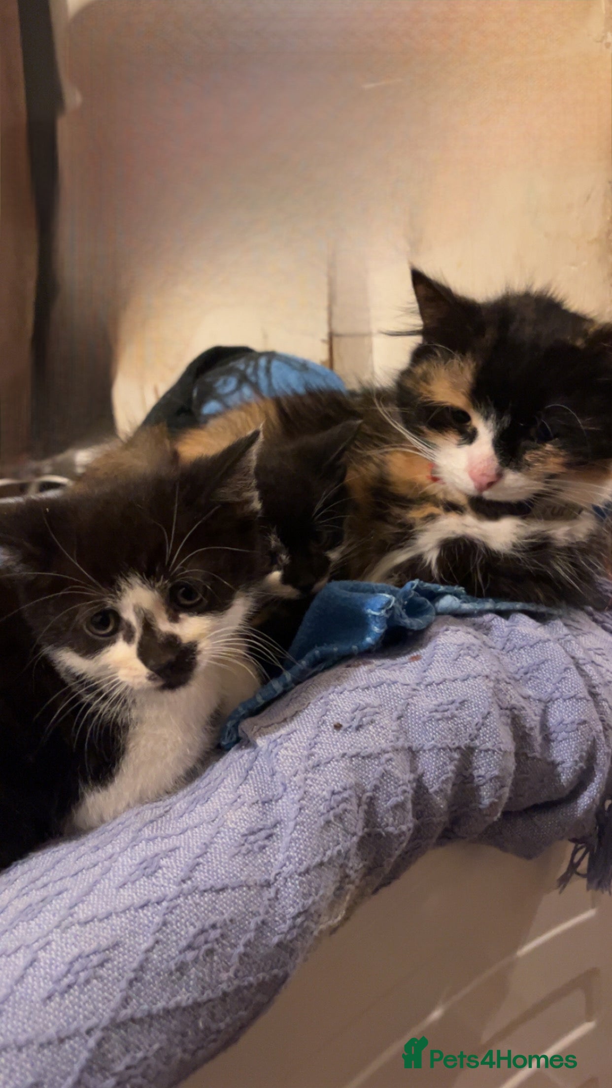 Mixed Breed cats Cute mixed colored kittens - Advert 1