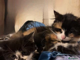 Mixed Breed cats Cute mixed colored kittens - Advert 11