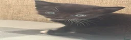 Mixed Breed cats for sale: 5 beautiful kittens  - Advert 12