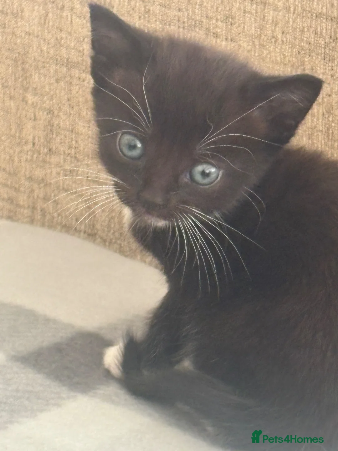 Mixed Breed cats for sale: 5 beautiful kittens  - Advert 12