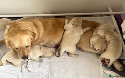 Golden Retriever dogs for sale: Fluffy Cream & Gold Golden Retriever Puppies - Image 15