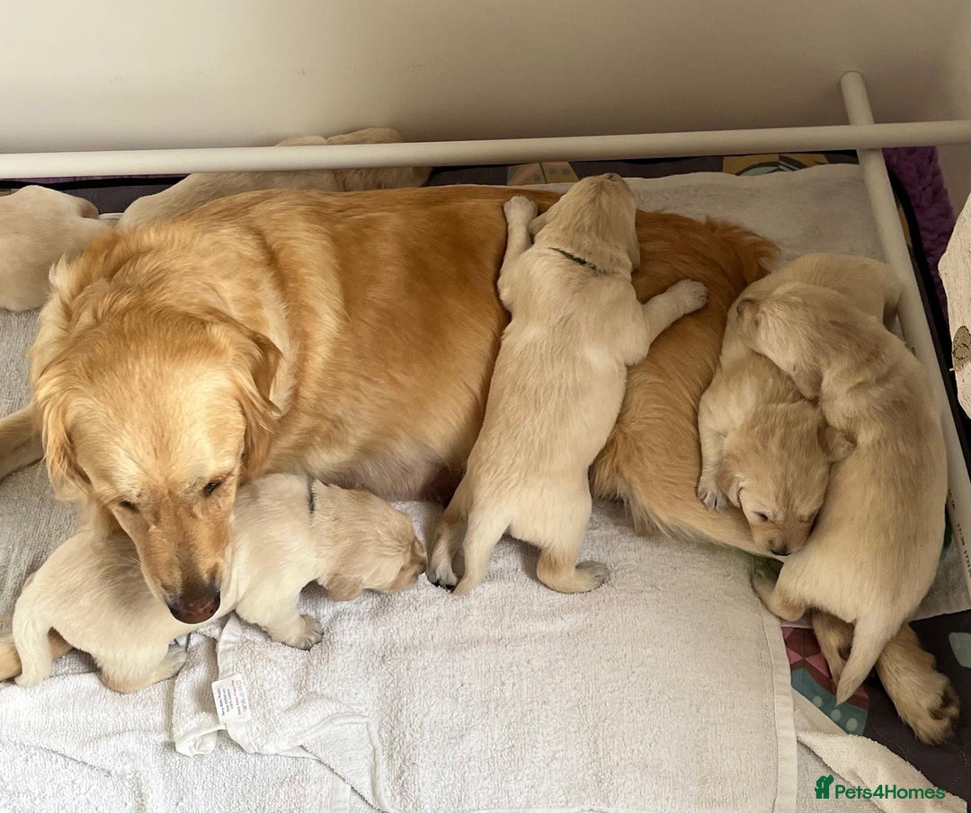 Golden Retriever dogs for sale: Fluffy Cream & Gold Golden Retriever Puppies - Image 15