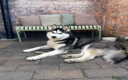 Siberian Husky dogs for sale: Meet Maximus 10 moth old Siberian Husky  - Image 5