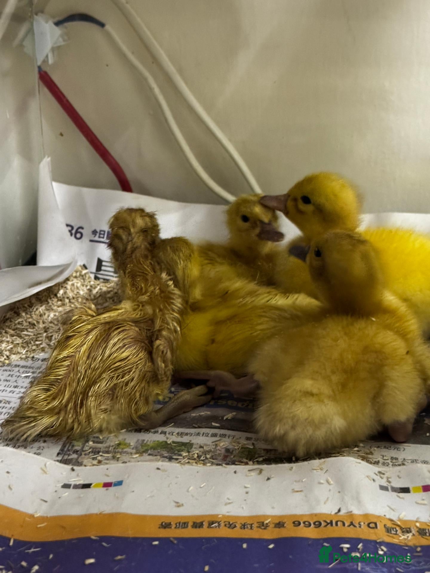 Ducks poultry Welsh Harlequin Ducklings For Sale - Advert 3