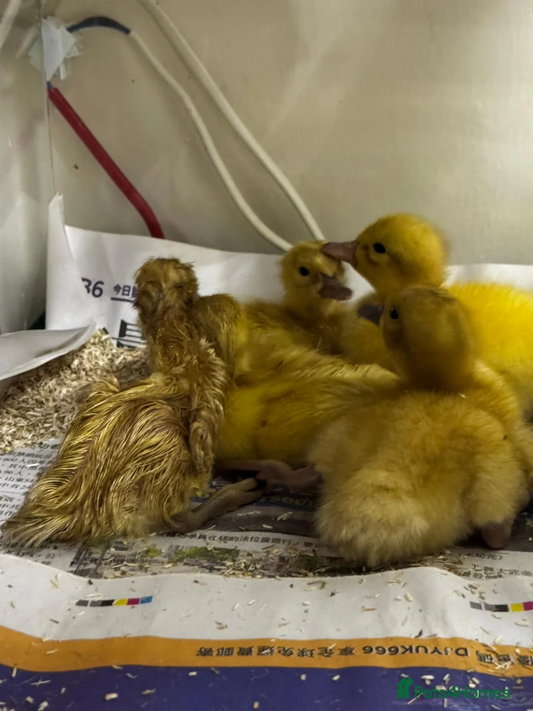 Ducks poultry for sale: Welsh Harlequin Ducklings For Sale in Fareham - Advert 1