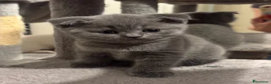 Scottish fold Bean