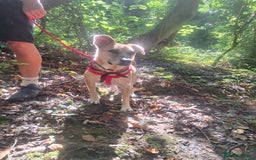 Mixed Breed dogs for sale: Big Golden Boy for Adoption  - Image 4