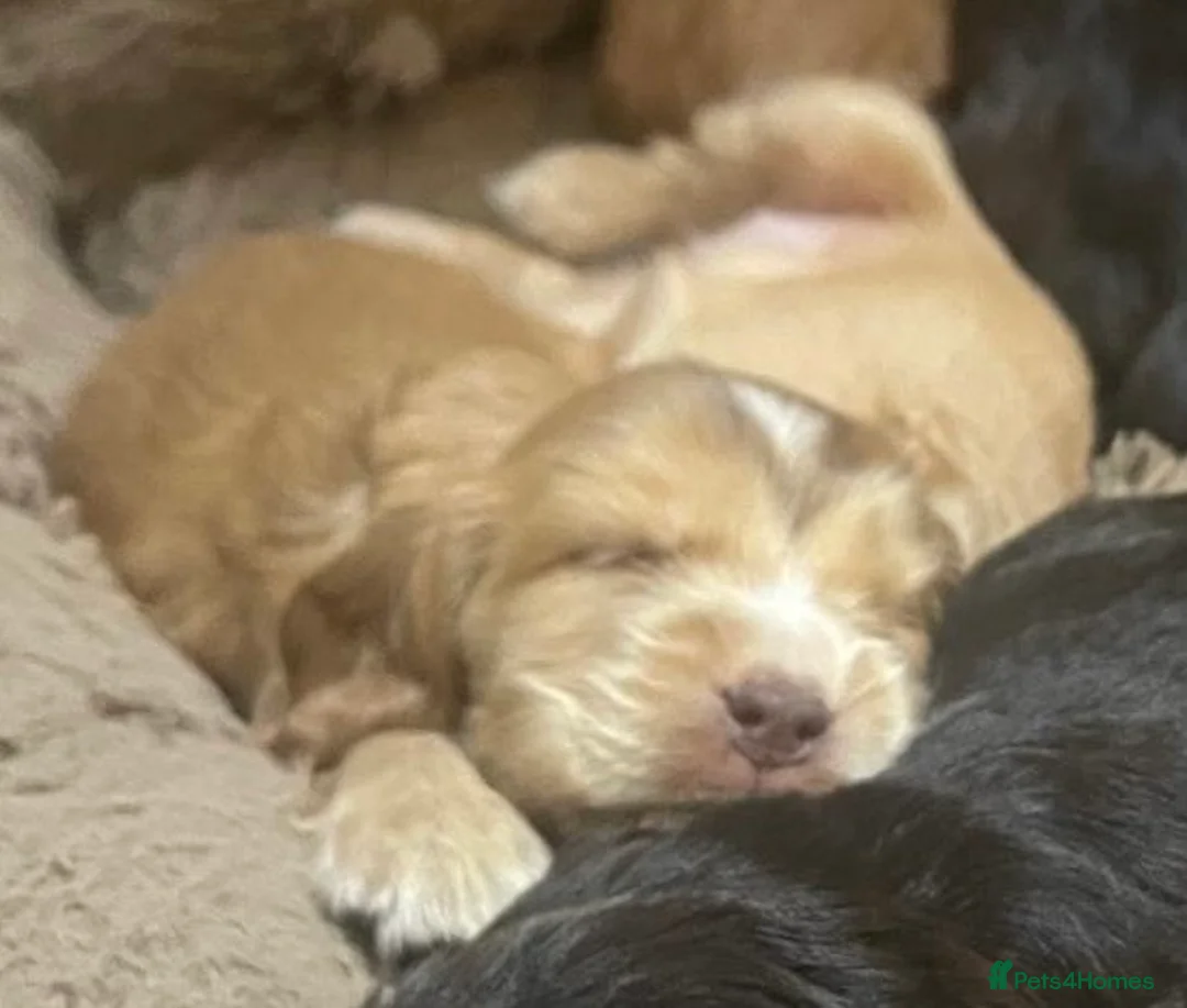 Cocker Spaniel dogs for sale: Show Cocker Spaniel - Advert 2