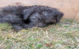 Bedlington Terrier dogs for sale: Bedlington terriers - working stock - Image 29