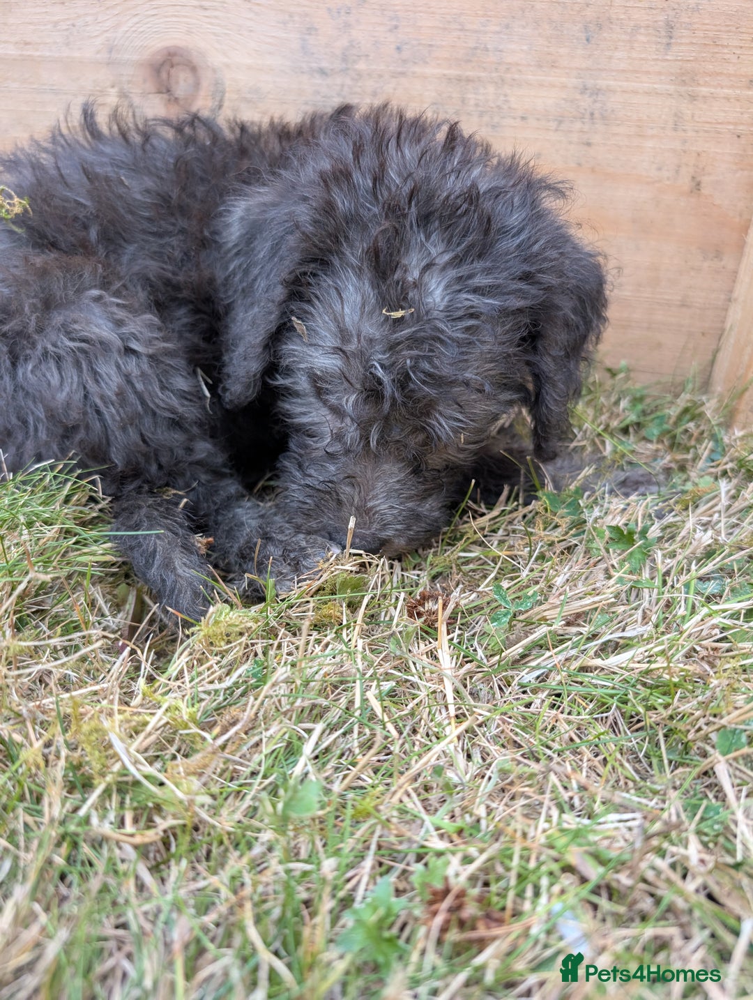 Bedlington Terrier dogs for sale: Bedlington terriers - working stock - Image 29