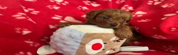 Cavapoo dogs for sale: small type toy F1B cavapoo puppies available  - Advert 5
