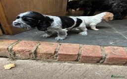 Cocker Spaniel dogs for sale: Cocker spaniel puppies  - Image 11