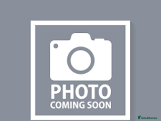 Siberian Husky dogs Beautiful Husky Looking for Their Forever Homes - Advert 13