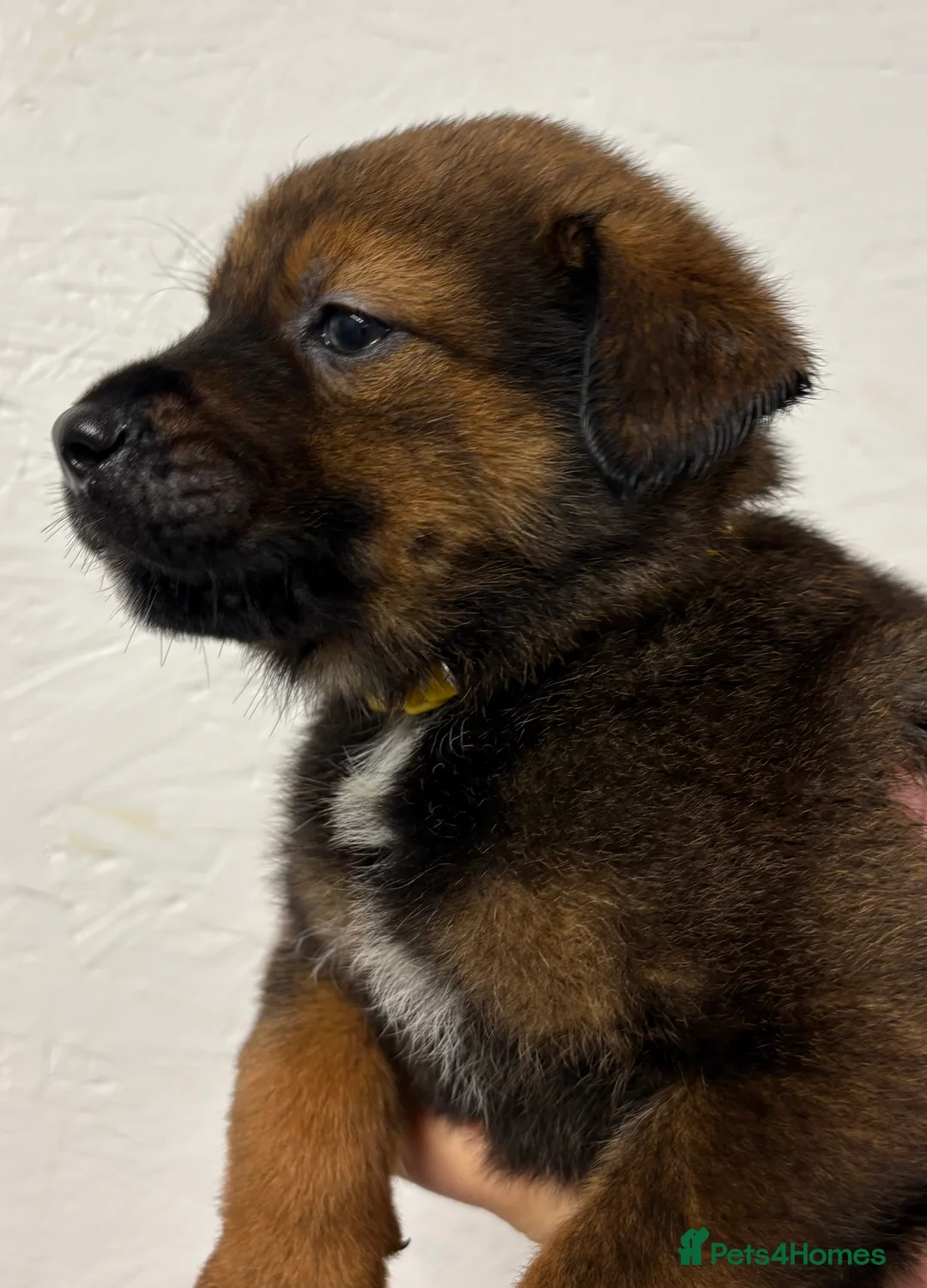 Mixed Breed dogs for sale: Rottweiler x malinois - Advert 17