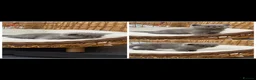 Exotic cats for sale: Exotic kittens  - Advert 19