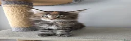 Maine Coon cats for sale: TICA Registered Maine Coon Kittens–Russian Line🐾 - Advert 11