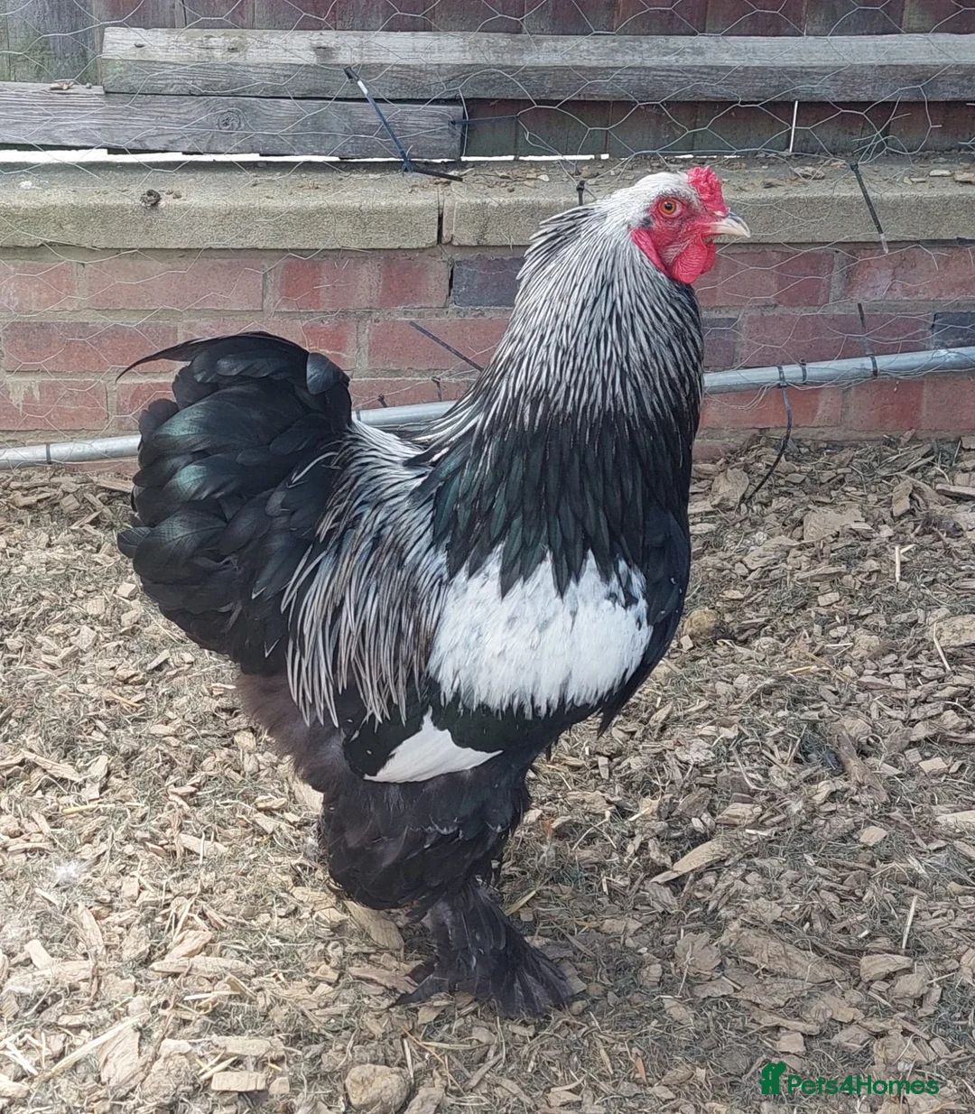 Chickens poultry for sale: Silver partridge bhrama trio - Advert 2