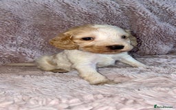 Cocker Spaniel dogs for sale: Stunning Cocker Spaniel Pups - Image 12