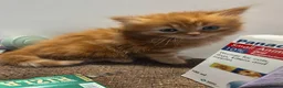 Persian cats for sale: Persian x maincoon x - Advert 6