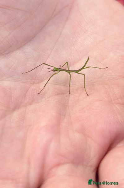 Stick Insects invertebrates 10 Baby Stick Insect Hatchlings  - Advert 1