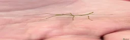 Stick Insects invertebrates for sale: 10 Baby Stick Insect Hatchlings  in Newton Abbot - Advert 1