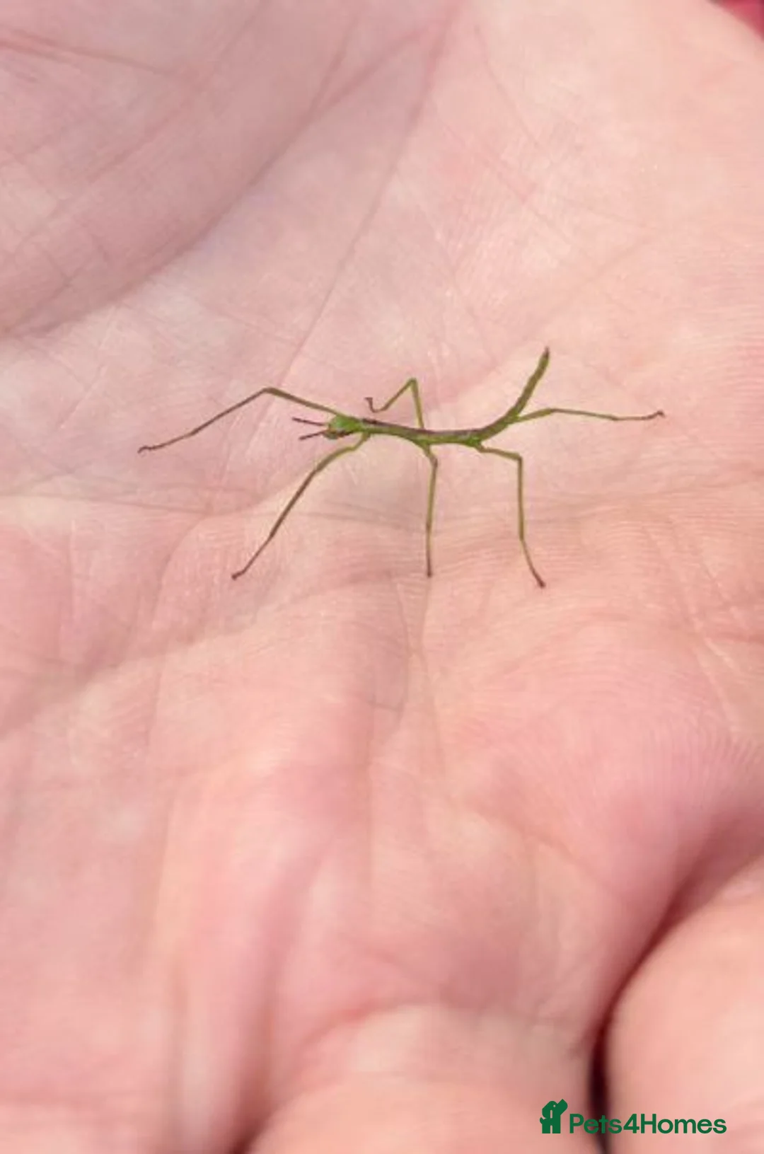 Stick Insects invertebrates for sale: 10 Baby Stick Insect Hatchlings  in Newton Abbot - Advert 1
