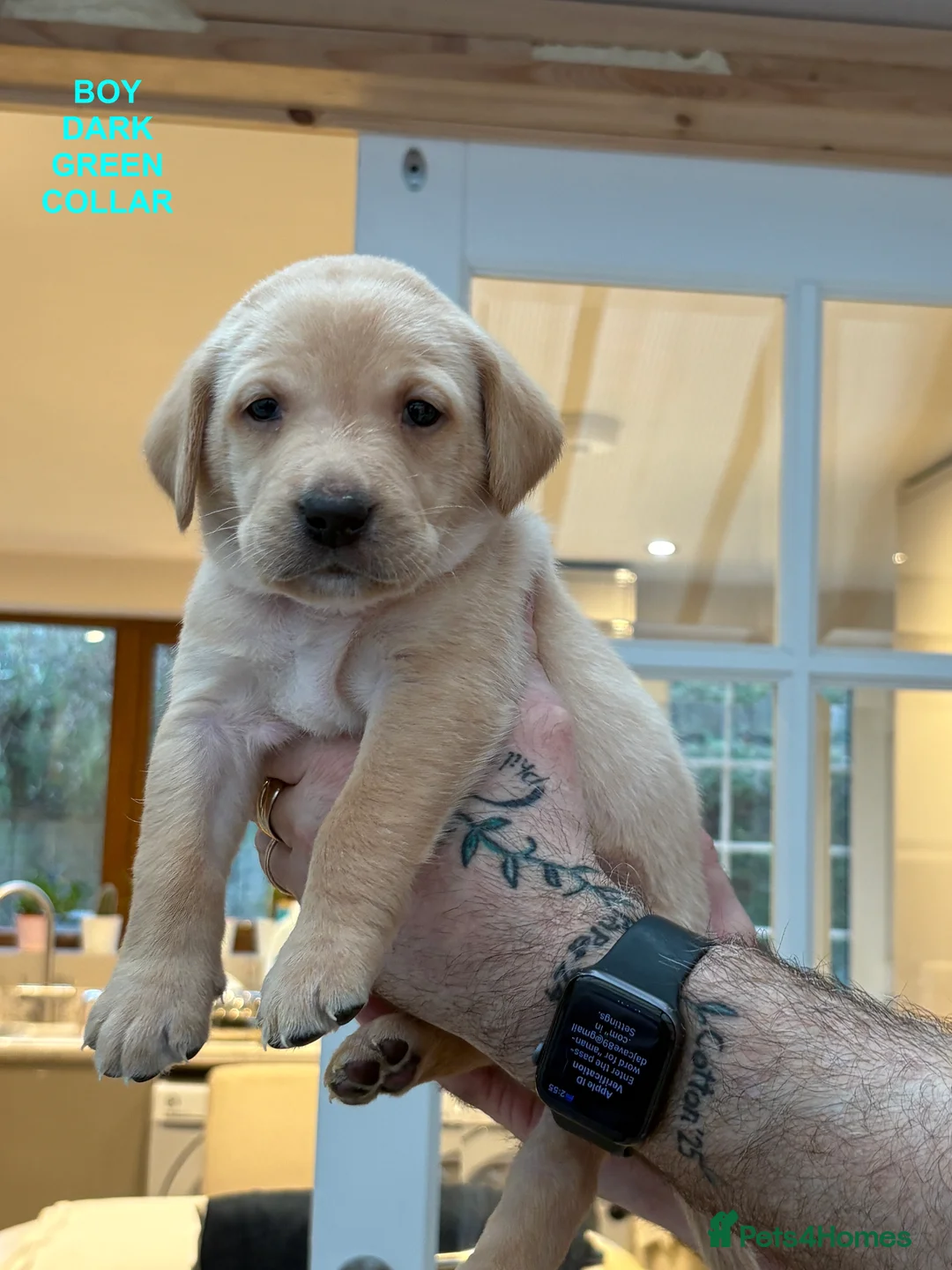 Labrador Retriever dogs for sale: Beautiful Labrador Puppies for Sale - Advert 4