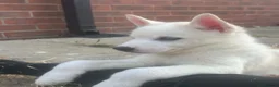 Huskita dogs for sale: Puppies for sale - Advert 6