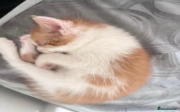 Turkish Angora cats for sale: Gorgeous Turkish Angora Kittens 🐱🐾 - Image 2