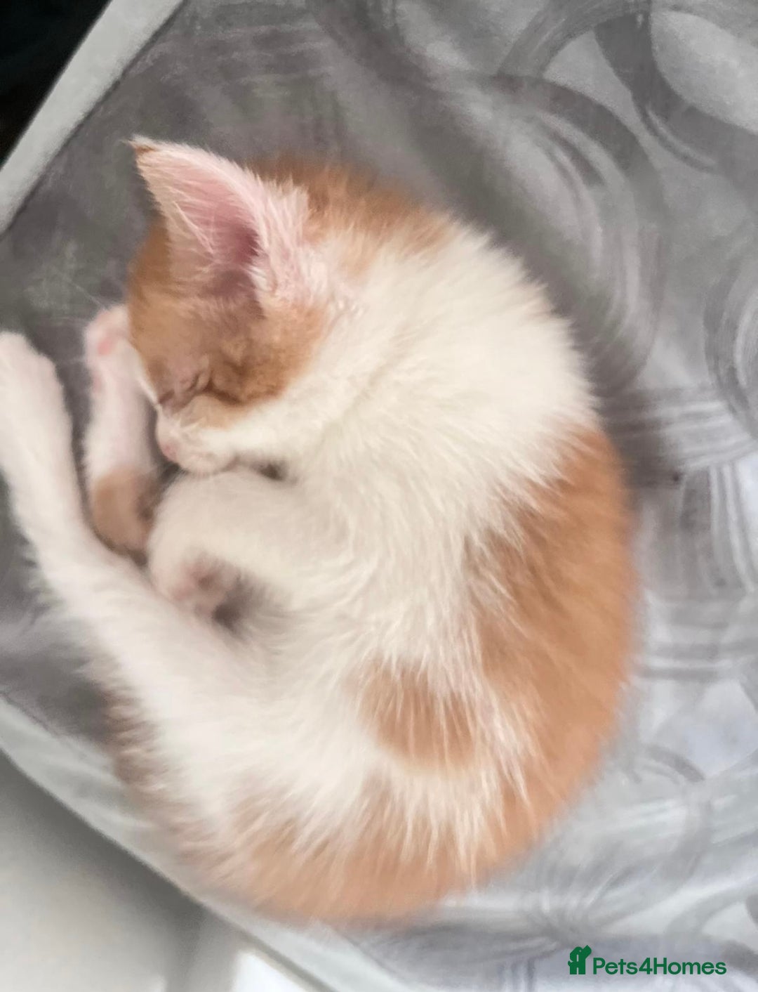 Turkish Angora cats for sale: Gorgeous Turkish Angora Kittens 🐱🐾 - Image 2