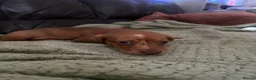 Miniature Dachshund dogs for sale: Beautiful Minature Dachsund's for sale - Advert 34