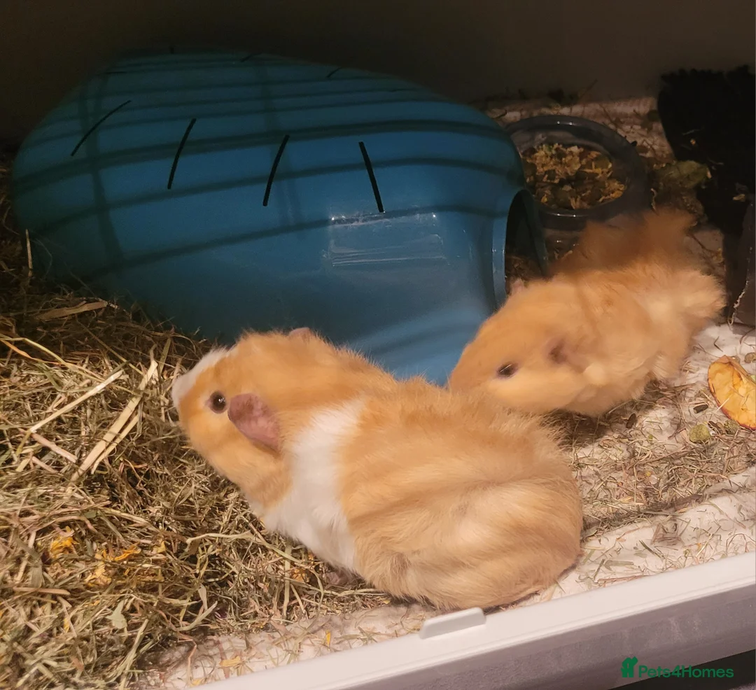 Guinea Pig rodents for sale: 2 Male Texel Guinea Pig - Advert 2