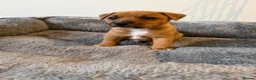 Jack Russell dogs for sale: Gorgeous Smooth-Coated Jack Russell Puppies 🐾 - Advert 7