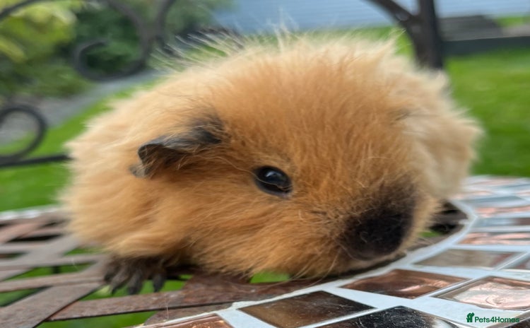 Guinea Pig rodents - Advert 11