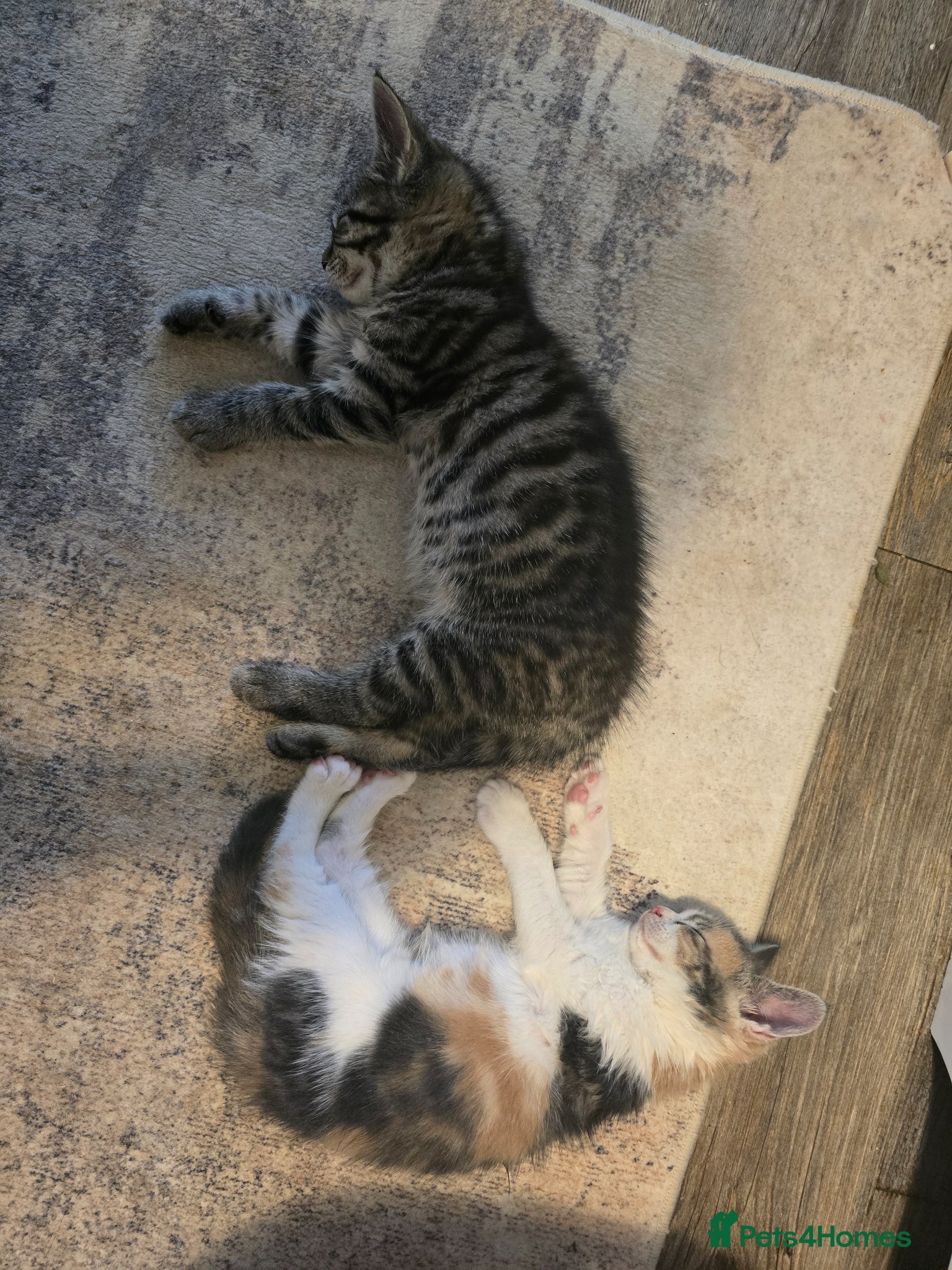 Maine Coon cats 🖤READY NOW🖤2 LEFT🖤Maine Coon X - Advert 2