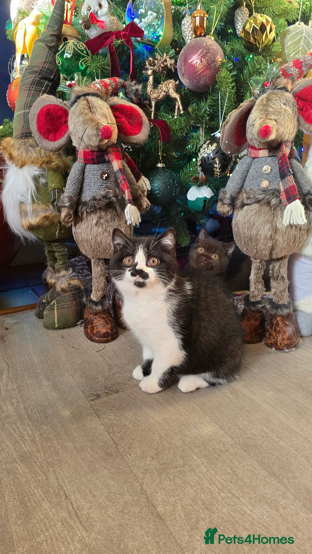 British Shorthair cats for sale: Beautiful British Shorthair girl 🎀 - Advert 5