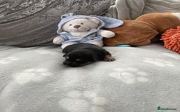 Jack Russell dogs for sale: Traditional jack Russell pups  - Image 4