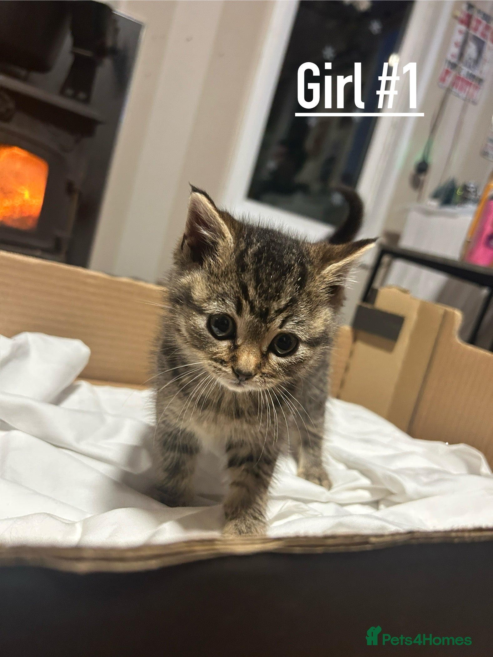 Mixed Breed cats 6 kittens for sale - Ready 16th December  - Advert 4