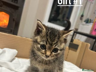 Mixed Breed cats ❗️All Sold ❗️- Ready 16th December - Advert 6