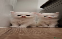 Ragdoll cats for sale: 🤍 Pure white kittens available 🤍 in Didcot - Image 1