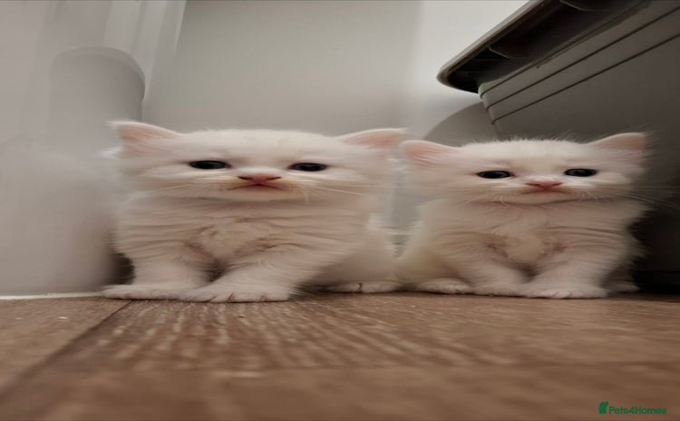 Ragdoll cats in Didcot - Advert 1
