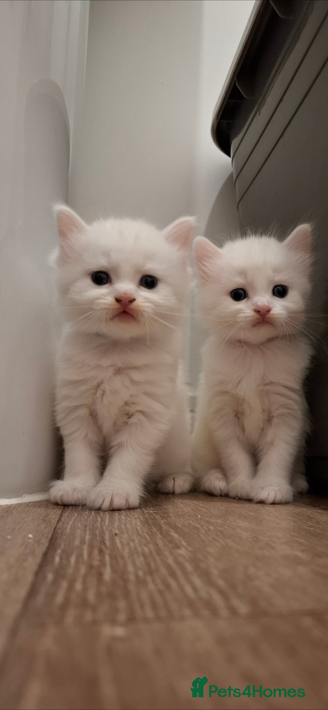 Ragdoll cats for sale: 🤍 Pure white kittens available 🤍 in Didcot - Image 1