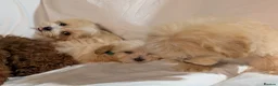 Maltipoo dogs for sale: Lovely Maltipoo Puppies Ready To Leave - Advert 6