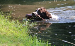 English Springer Spaniel dogs for sale: HEALTH TESTED liver & white springer spaniels  - Image 11