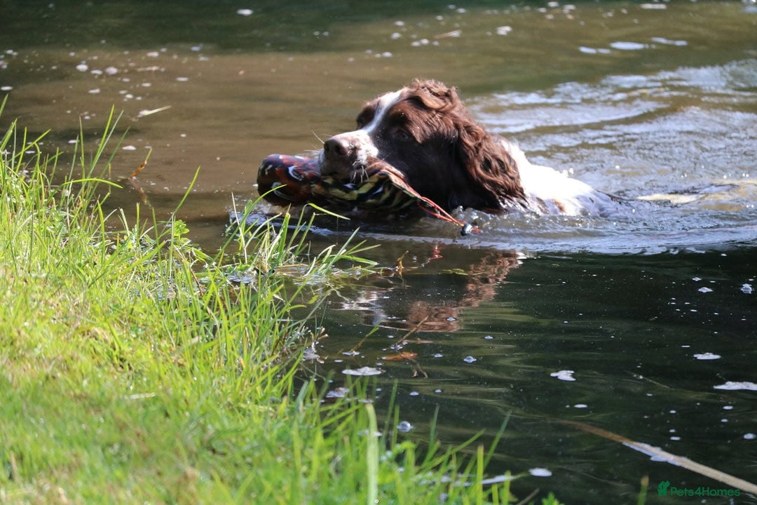 English Springer Spaniel dogs for sale: HEALTH TESTED liver & white springer spaniels  - Image 11