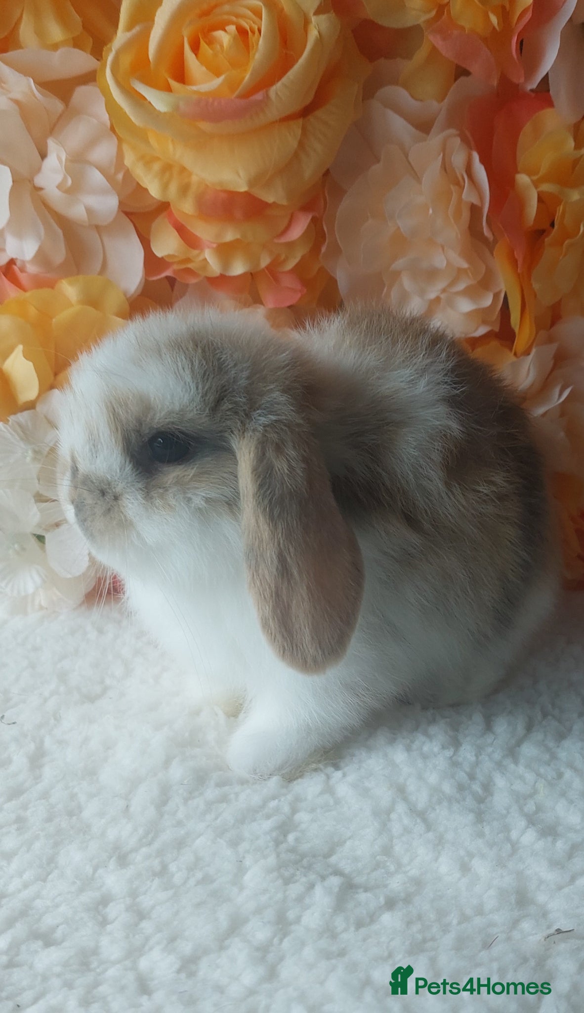 Mini Lop rabbits for sale: mini lops - Advert 2