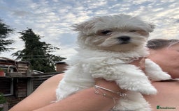 Maltese dogs for sale: Puppy - Image 5