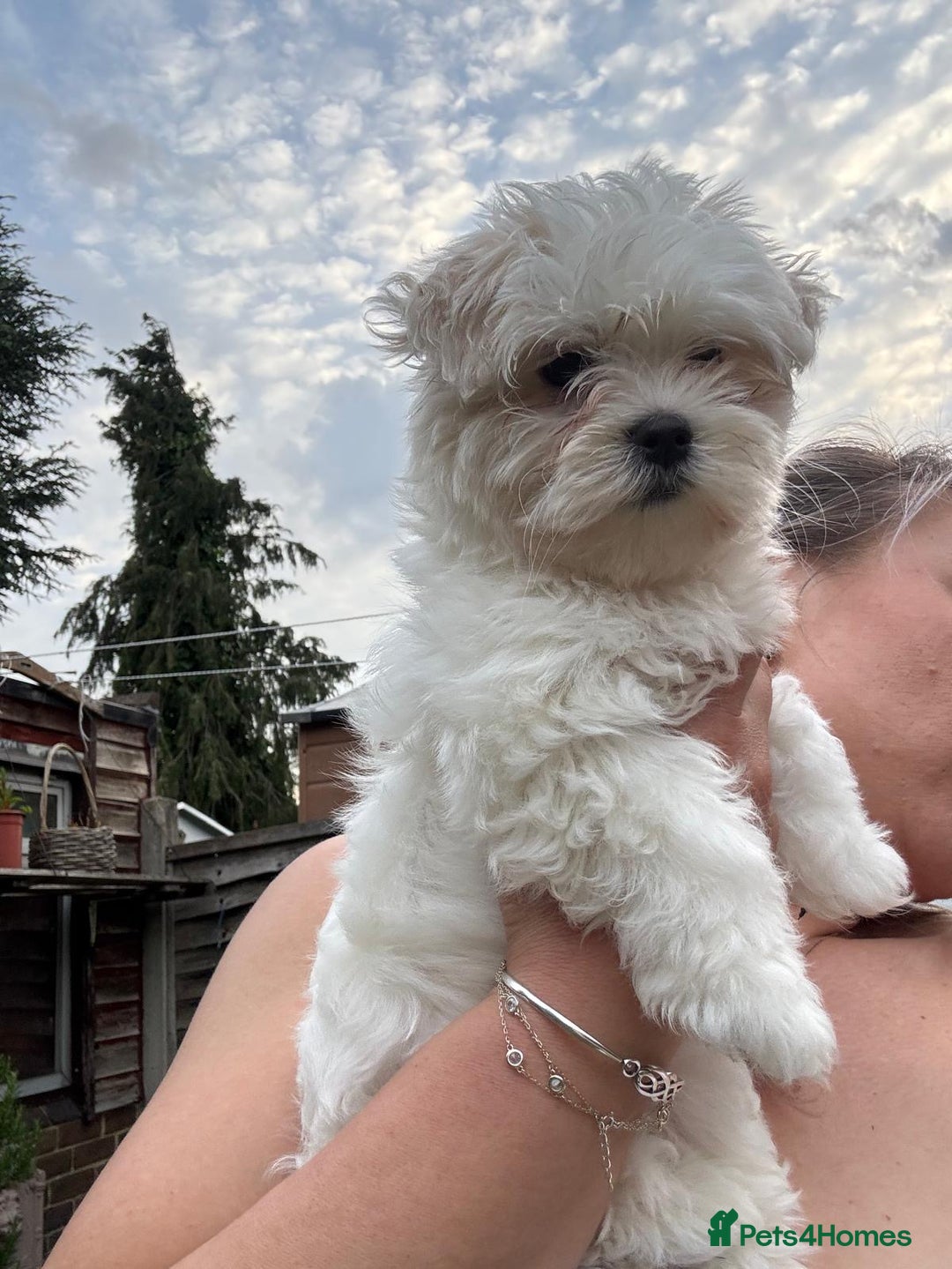 Maltese dogs for sale: Puppy - Image 5