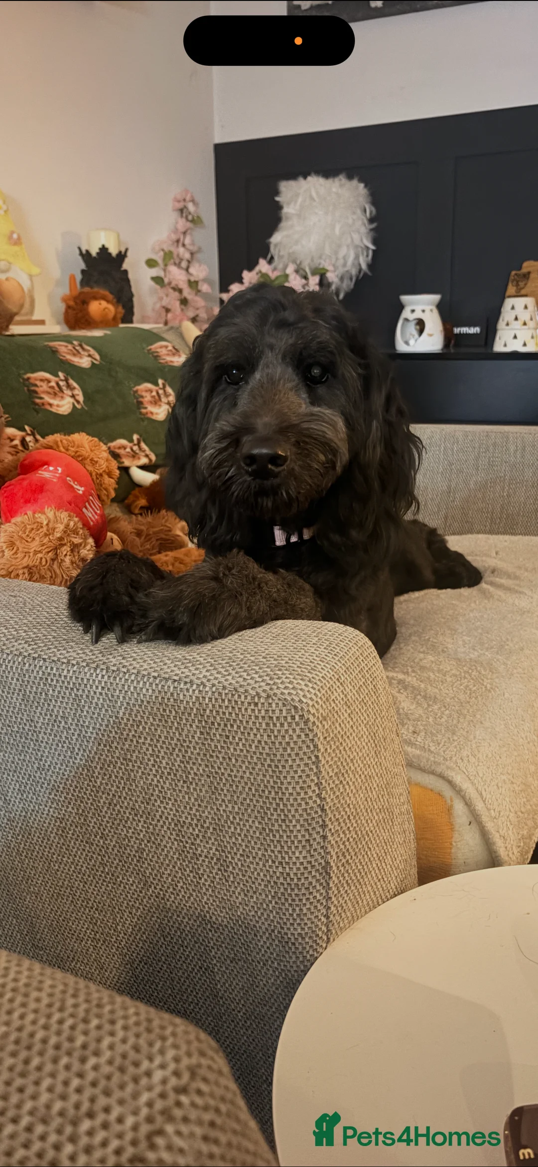 Mini Goldendoodle dogs for sale: Gorgeous litter Mini Goldendoodles, Therapy mum  - Advert 3