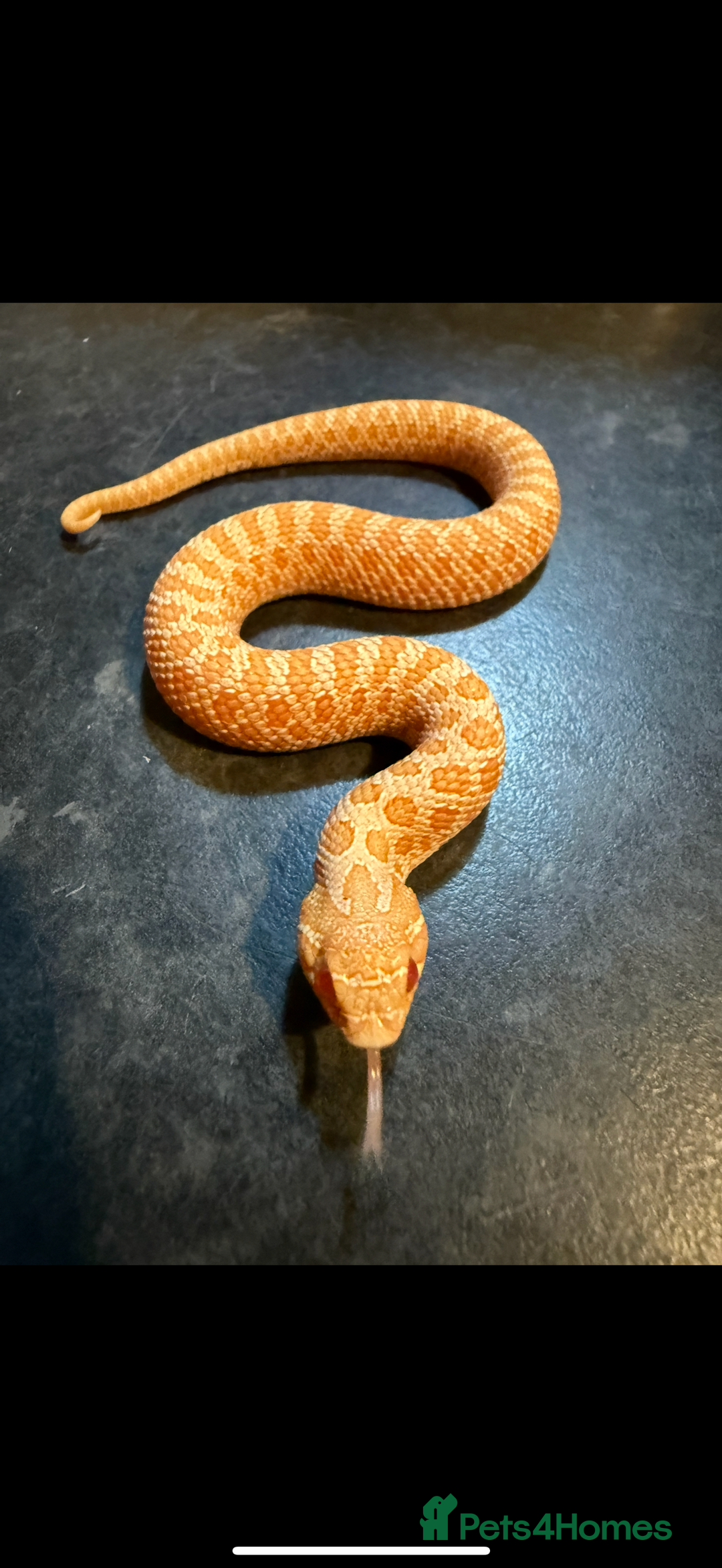 Snake reptiles for sale: Cb25 Hognose snakes AMAZING  - Advert 17